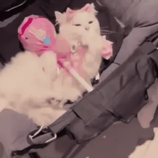 🐾 4277910c kot, zwierzę domowe, zwierzę, słodki, zabawka telegram sticker