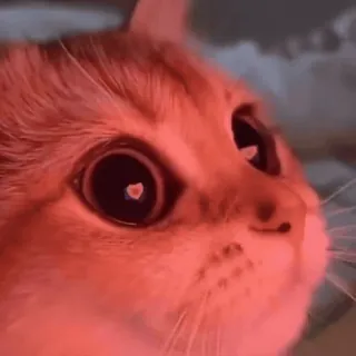 🐾 5e7f5e58 kot, zwierzę, zwierzak, słodki, oczy telegram sticker