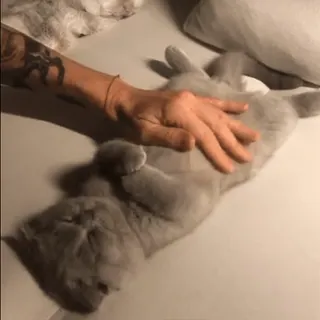 🐾 62640b63 kot, zwierzę, zwierzę domowe, zwierzę domowe, ręka, kot domowy, głaskanie telegram sticker