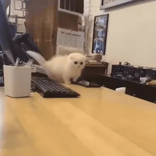 🐾 78a047ce kot, kociak, słodki, biurko, zwierzę domowe, zwierzę telegram sticker