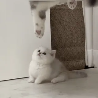 🌟 8cb76cdc kociak, kot, słodki, zwierzę domowe, zwierzę, biały, uroczy telegram sticker