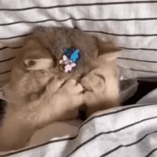 🐾 9029a097 kot, kociak, słodki, zwierzę, łóżko, zwierzę domowe, sen, motyl telegram sticker