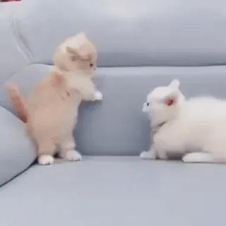 🐾 9501b752 kotek, kot, słodki, zwierzęta, rozbrykany telegram sticker