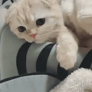 🐾 abab30cc kot, zwierzę, słodki, kociak, zwierzak, kot domowy, kotowaty telegram sticker