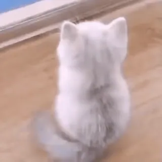 🐾 b687bf60 zwierzę, pies, puszysty, biały, słodki telegram sticker