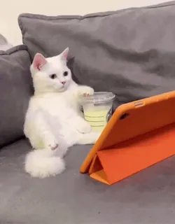 🌟 b9cdfdbb kot, zwierzę, zwierzę domowe, kawa, iPad, kanapa, biały kot telegram sticker