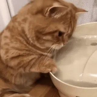 🌟 d252c653 kot, zwierzę, zwierzę domowe, kot domowy, rudy kot, picie, woda, fontanna telegram sticker