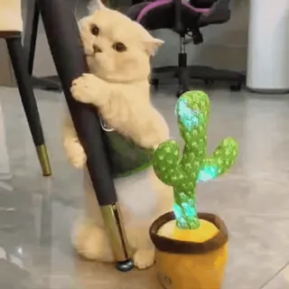 🐾 dab7c773 kot, kaktus, śmieszne, słodkie, zwierzę, taniec, zabawka telegram sticker
