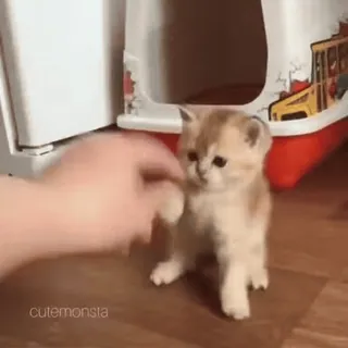 🐾 fdcb91ee cutemonsta kociak, kot, słodki, zwierzę, uroczy telegram sticker