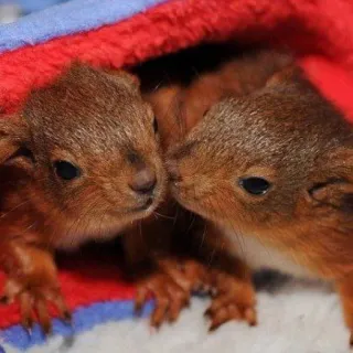 🐿 05a6c3b6 Eichhörnchen, süß, Tiere, Baby whatsapp sticker