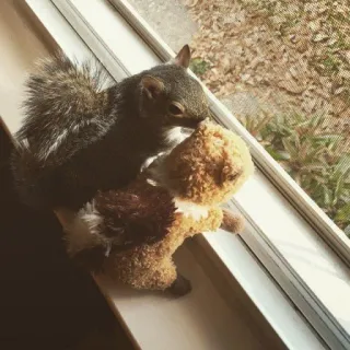 🐿 08369700 Eichhörnchen, Tier, süß, Fenster, Stofftier whatsapp sticker