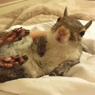 🐿 14e484a6 Tier, Eichhörnchen, süß, Säugetier, Nagetier whatsapp sticker