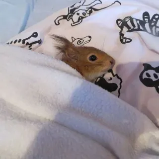 🐿 24588f5c Eichhörnchen, süß, Tier, Säugetier, Wildtier whatsapp sticker