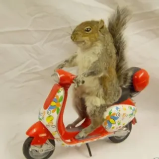 🐿 3bb51e8e Eichhörnchen, Roller, Tier, lustig, Fahrt whatsapp sticker