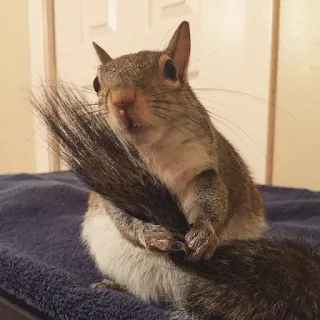 🐿 544085dc Eichhörnchen, Tier, süß, Wildtier, Nagetier whatsapp sticker