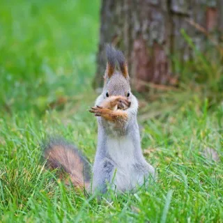 🐿 7d282d11 Eichhörnchen, Tier, süß, Natur, Gras, Wildtier whatsapp sticker