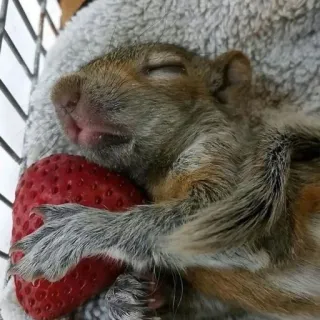 🐿 90da592f Eichhörnchen, Erdbeere, Niedlich, Schlafend, Tier whatsapp sticker