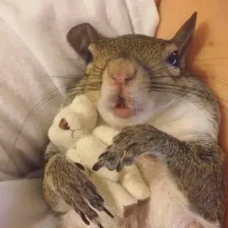 🐿 91035db6 Eichhörnchen, Tier, süß, Haustier, Nagetier whatsapp sticker