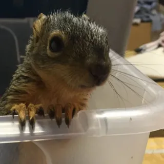 🐿 9c787700 Eichhörnchen, Tier, süß, Wildtier whatsapp sticker