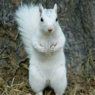 🐿 d26e4da0 Tier, Eichhörnchen, Weiß, Albino, Natur, Nagetier whatsapp sticker