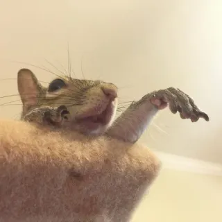 🐿 db411a2e Eichhörnchen, Tier, Nagetier, niedlich, lustig whatsapp sticker