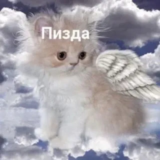 🤬 2ba72fc3 Пизда แมว, นางฟ้า, เมฆ, รัสเซีย telegram sticker