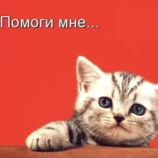 🧎‍♀️ 2c94806e Помоги мне... แมว, ลูกแมว, ช่วยด้วย, น่ารัก, เศร้า, อ้อนวอน telegram sticker