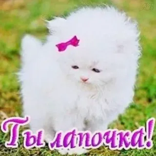 🧸 53970520 Ты лапочка! หมา, ลูกหมา, น่ารัก, น่าเอ็นดู, ปุย, โบว์, ขาว telegram sticker