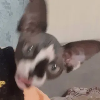 🐈‍⬛ e391cb55 แมว, แมวสฟิงซ์, สัตว์เลี้ยง, สัตว์, แมวไม่มีขน, สัตว์เลี้ยง telegram sticker