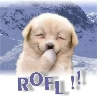 😹 e727f57d ROFL!! หมา, ลูกหมา, ขำกลิ้ง, rofl, มีม, ตลก, 555, ขำขัน telegram sticker