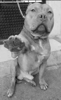 ✋ 1cce40cd Hund, Pitbull, Tier, Haustier, Haustier telegram sticker