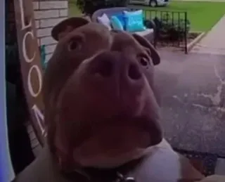 😟 27d547ae Hund, Pitbull, Nahaufnahme, Tier, Haustier telegram sticker