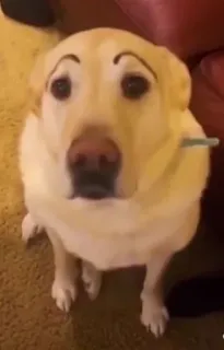 🥸 418bb87e Hund, Augenbrauen, lustig, Haustier, Tier, süß telegram sticker