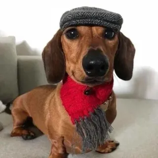 🧌 65c254b6 Dackel, Hund, Haustier, Tier, Hut, Schal, süß telegram sticker