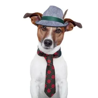 🤵 6d6d6e86 Hund, Hut, Krawatte, Haustier, Tier, süß, Porträt, Outfit telegram sticker