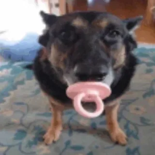 🙈 9374adaf Hund, Schnuller, lustig, Tier, süß, Haustier, Humor, albern telegram sticker