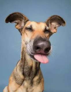 😝 9b200b8e Hund, Tier, Haustier, Zunge raus, lustig, süß, Greyhound telegram sticker