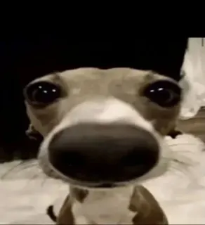 🌟 c7ff41dc Hund, Tier, Haustier, Nahaufnahme, lustig, süß, Whippet, albern telegram sticker
