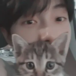 🎧 e256cd96 gato, animal de estimação, animal, pessoa, fofo, gatinho, humano telegram sticker