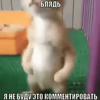 😶‍🌫️ c0f4543e БЛЯДЬ
Я НЕ БУДУ ЭТО КОММЕНТИРОВАТЬ gatto, parolaccia, offensivo, russo, meme, animale telegram sticker