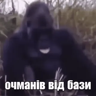 😵 e70c78d9 очманів від бази Gorilla, Meme, Animale, Fauna selvatica telegram sticker