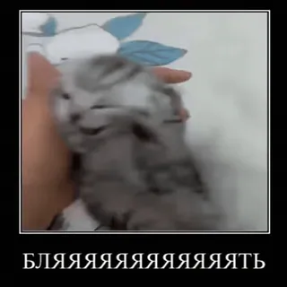 😾 f5695910 БЛЯЯЯЯЯЯЯЯЯЯЯЯТЬ gatto, meme, russo, offensivo, animale, meme di internet telegram sticker