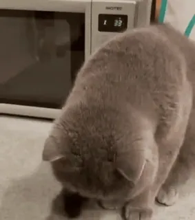 🤮 0e77b972 Katze, Mikrowelle, Tier, Haustier, Haustier telegram sticker