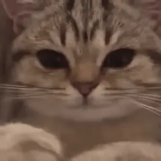 😡 413e27f6 Katze, Tier, Haustier, häuslich telegram sticker