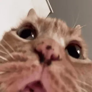 🐈 4c6b1e44 Katze, orange, Haustier, Tier, häuslich, Katzenartig telegram sticker