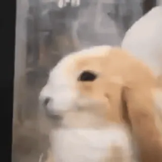 🙂 636e9978 tier, hase, kaninchen, süß, säugetier telegram sticker