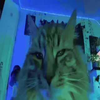 🐈 8c73cb08 Katze, Haustier, Tier, häuslich, Kätzchen, Katzenartig telegram sticker