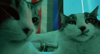 😎 92f9bedf Katzen, Tiere, Haustiere, süß telegram sticker