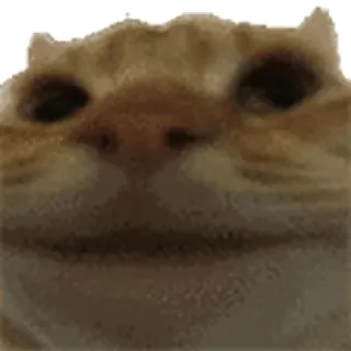 ❌ a05c643b Katze, Meme, lustig, Tier, orange Katze telegram sticker