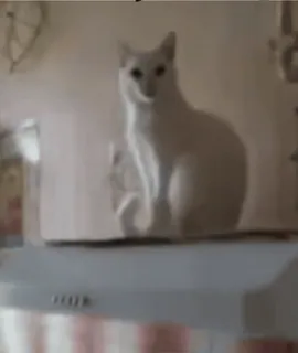 🤝 adcac162 Katze, weiß, Tier, Haustier, Katzenartig telegram sticker